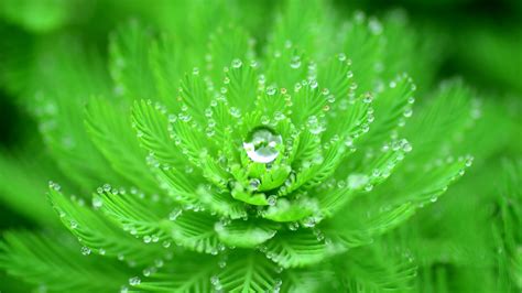 Green Leafed Plant With Water Due Closeup Water Drops Nature Macro