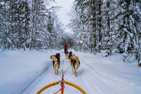 Rovaniemi 1 Hour Self Drive Husky Sledding Experience Getyourguide