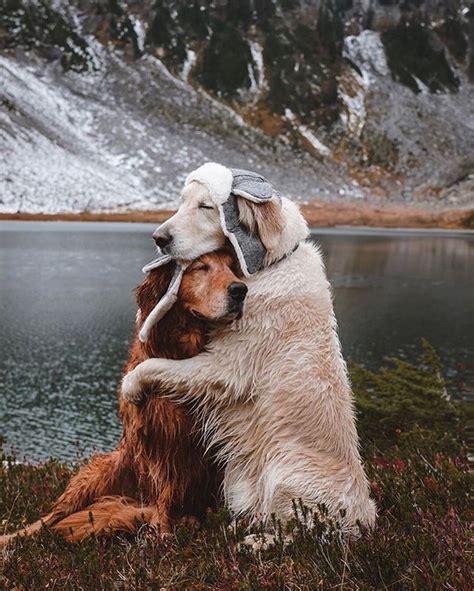 Best Friends Forever Cute Dogs Dogs And Puppies Animals
