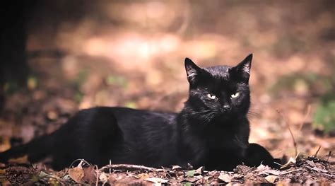 How Black Cats Became A Symbol Of Bad Luck