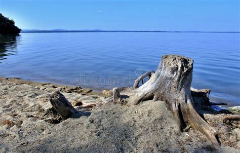 Old Dried Tree Stump On The Lake Stock Image Image Of Color Future