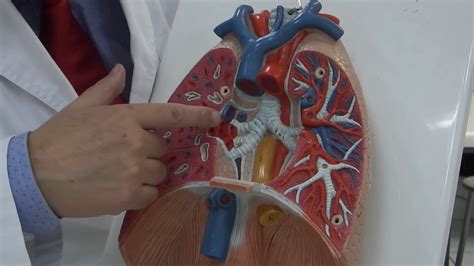 Anatomia De Pulmón Hillio Pulmonar Y Diafragma Youtube