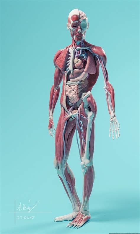 Alexander Börner Anatomischer Spiegel 3d Anatomy Human Anatomy Drawing