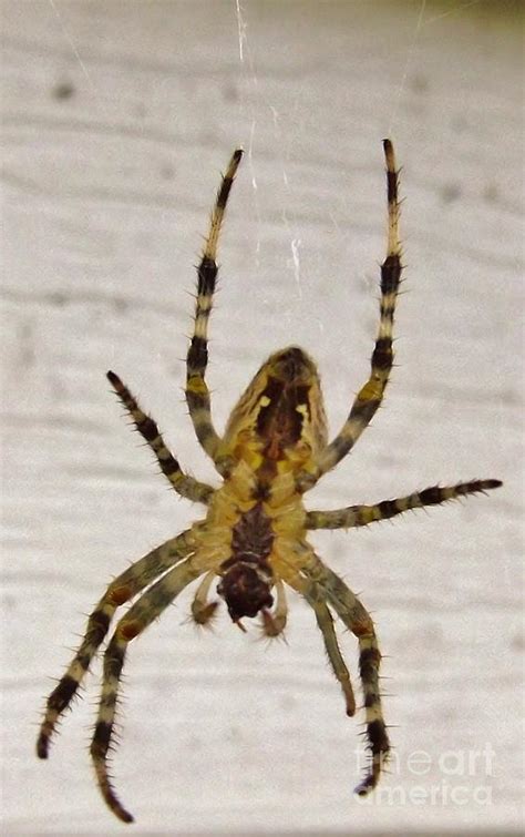 Argiope Spider Aka Garden Spider August Indiana Photograph By Rory Cubel