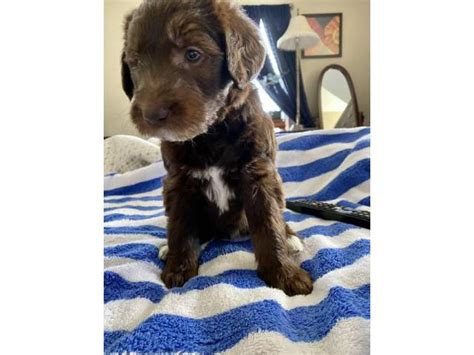 This litter is full at this time. Five girl labradoodle F2 chocolate puppies in Hickory ...