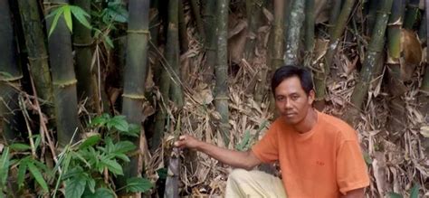 Pohon Bambu Dapat Mencegah Banjir Longsor Dan Kekeringan Benarkah