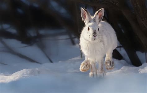 16 Snow Rabbit Desktop Wallpapers Wallpapersafari