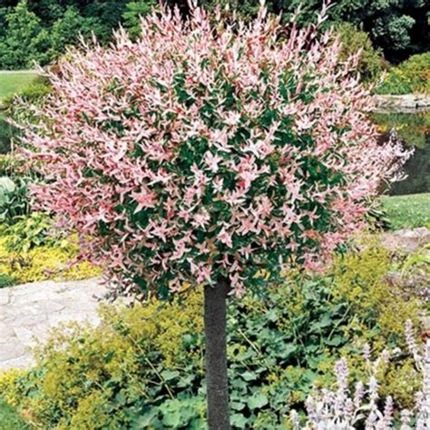63 Lovely Flowering Tree Ideas For Your Home Yard