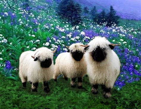 Meet The Cute Valais Blacknose Sheep The Sheep That Look The Same