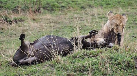 Lioness Suffocating A Wildebeest In Kenya Youtube