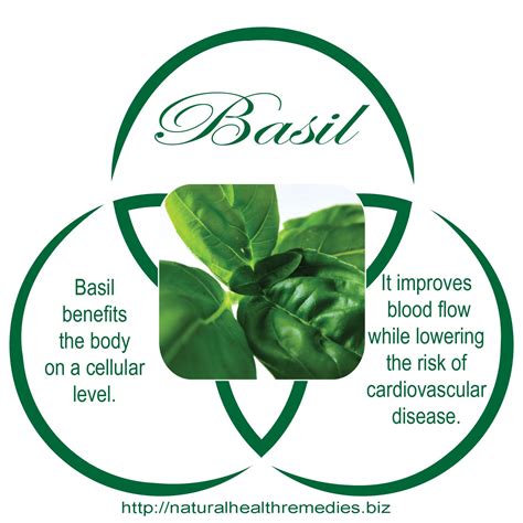 The Health Benefits Of Basil