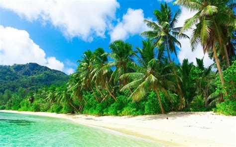 Holiday Palm Trees Beach Sea Nature Clouds Hills Tropical Sand