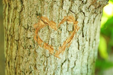 Premium Photo Heart Carved In Tree Close Up