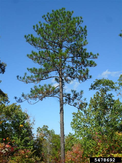 Longleaf Pine Pinus Palustris Pinales Pinaceae 5478692