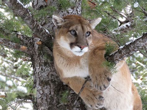 Why Research Matters To Mountain Lions In Wyoming National Geographic
