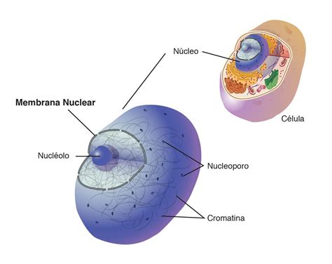 Se Caracteriza Por Que Tiene Una Membrana Que Delimita El Nucleo