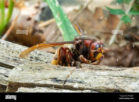 Giant Hornet Insect Stock Photo Alamy