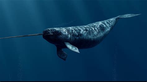 Narwhal Wallpapers 48 Images