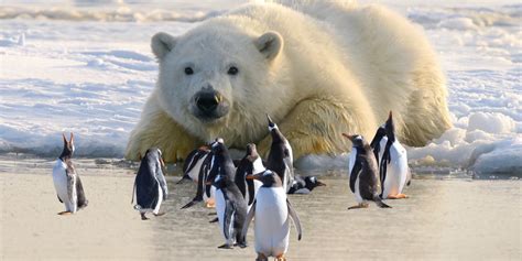 Do Polar Bears Eat Penguins Arcticlook