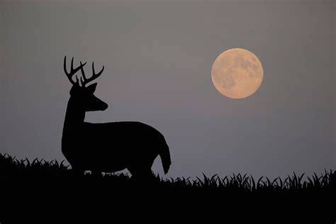 Is A New Moon Good For Deer Hunting Adventure Blog