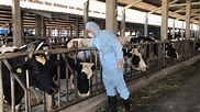 養牛數全國第一 彰化今完成3.5萬頭牛結節疹疫苗注射 | 中彰投 | 地方 | 聯合新聞網