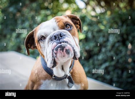 English Bulldog With An Underbite Stock Photo Alamy