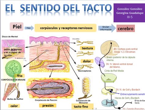 Cuadros Sinópticos Sobre El Tacto Cuadro Comparativo