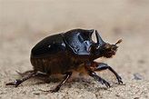 Dung Beetles - Land for Wildlife