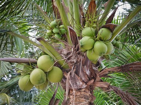 10 Different Types Of Coconuts Pictures And Facts