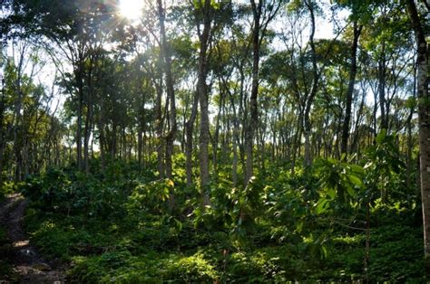 Izabal Agro Forest Regenerative Farming Tropical Agroforestry