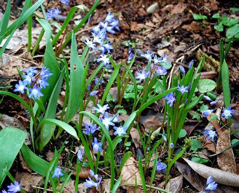 A Guide To Planting Bulbs Beginners Guide Alpine Garden Society