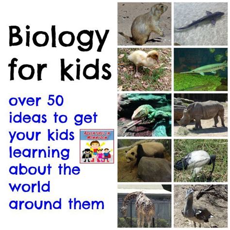 Elementary Biology Lessons Biology For Kids Elementary Biology