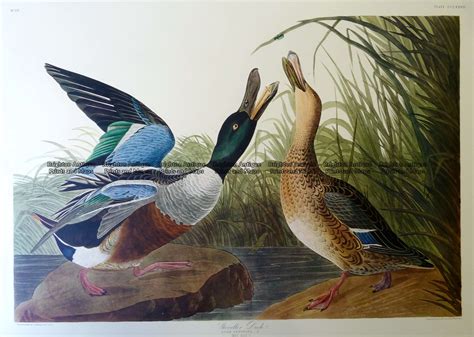 Antique Print 29 431 Shoveler Duck Or Anas Clypeata By Audubon