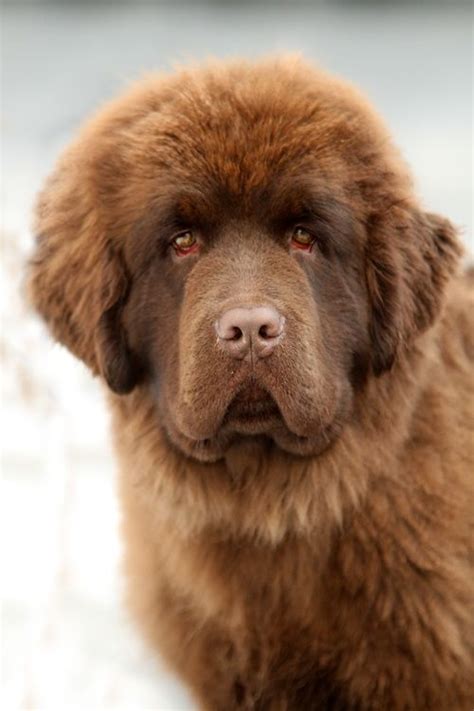 139 Best Images About Newfoundland Dog On Pinterest Best