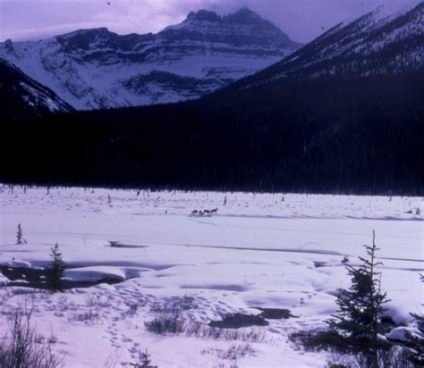 Caribou Sightings Alberta Wilderness Association