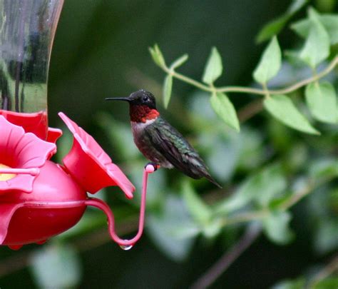 Ruby Throated Hummingbirds Arriving Earlier Michigan Radio