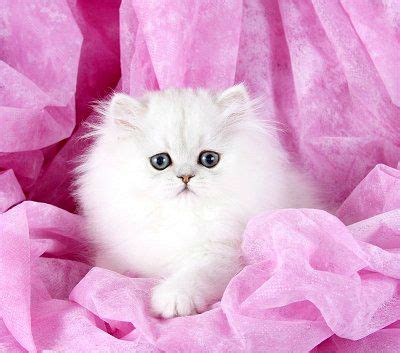 Our customers can visit and meet the indian cat breeders and kitten parents. Persian Kitten Prices - Prices of Persian Kittens | 猫