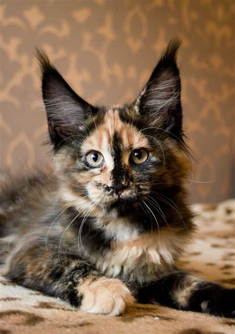 865 Best Calico Cats And Kittens Images On Pinterest