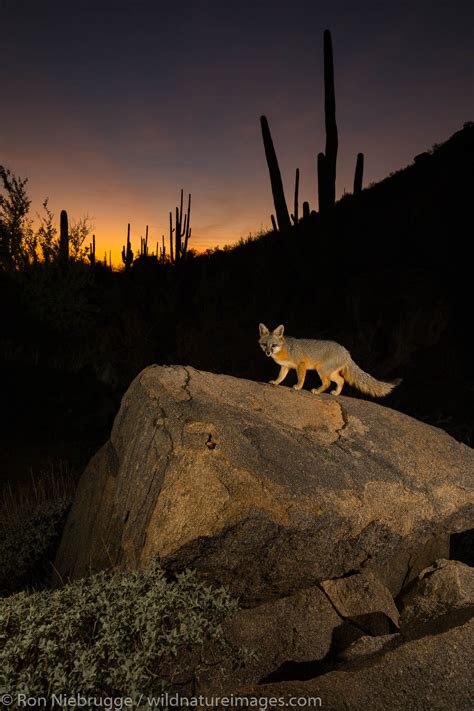 Gray Fox Tucson Arizona Photos By Ron Niebrugge