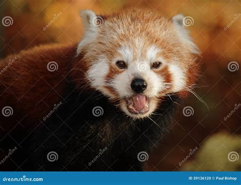 Red Panda With Mouth Open Stock Photo Image Of Open 39136120
