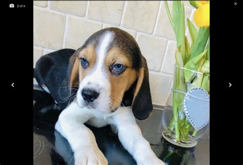 Beagle Puppy Was Born With Blue Eyes