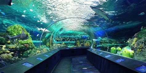 Ripleys Aquarium Tunnel With 360 Views Of Sealife Aquarium Landscape
