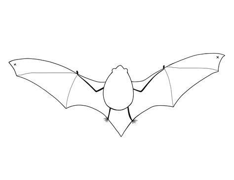 Simple Bat Sketch Us Geological Survey