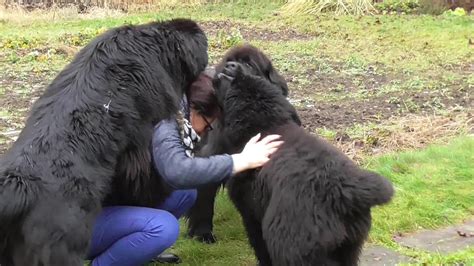 Newfoundland Dogs Kisses Attack Youtube