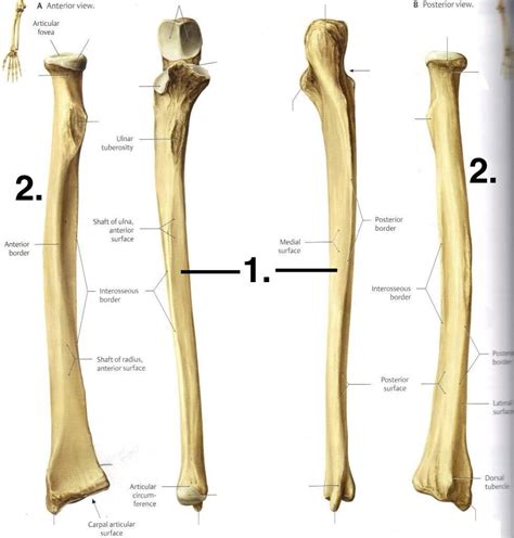 The forearm bones consist of the radius and ulna. Bones 2 at Normandale Community College - StudyBlue