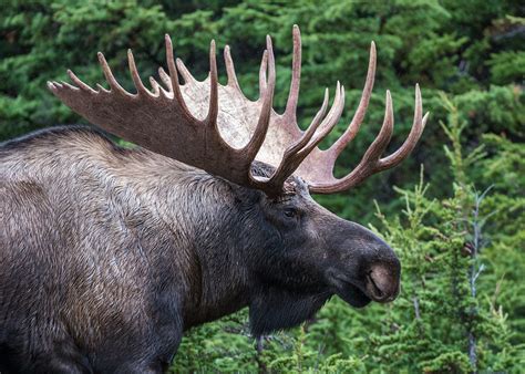 Bull Moose Sean Crane Photography