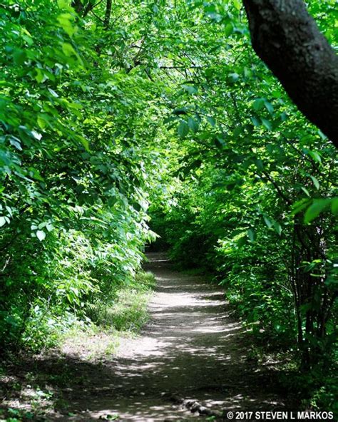 Theodore Roosevelt Island Swamp Trail
