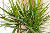 How to Care for Dracaena: Types & Growing Tips