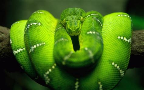 Green Anacondas Characteristics Habitat Attacks And More