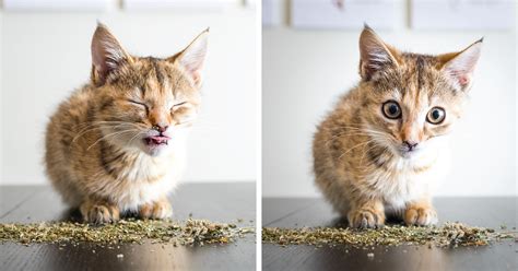 This Photographer Takes Photos Of Cats High On Catnip 19 Pics Demilked
